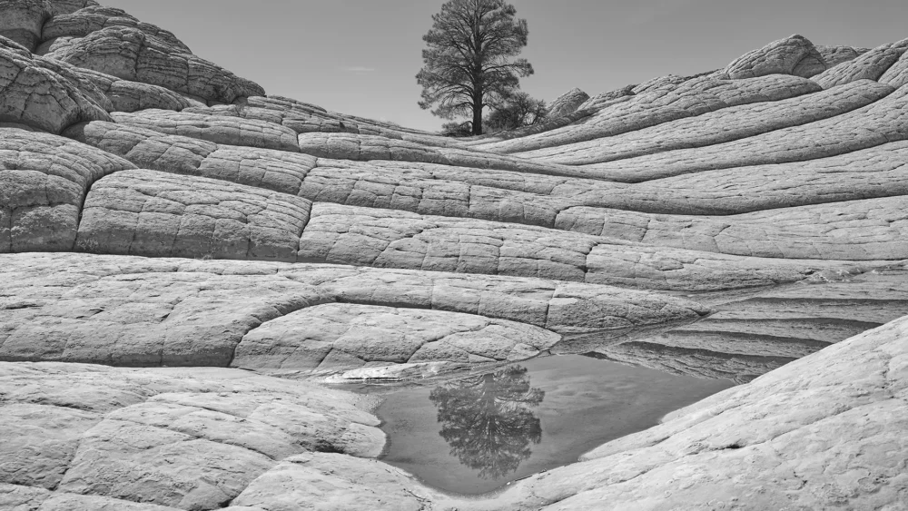 A solitary tree stands on the pale terraced sandstone of White Pocket beside a small reflecting rain basin, its reflection visible in the still water. Vermilion Cliffs National Monument, Arizona. Black and white fine art landscape photograph. Fujifilm GFX medium format.