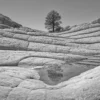 A solitary tree stands on the pale terraced sandstone of White Pocket beside a small reflecting rain basin, its reflection visible in the still water. Vermilion Cliffs National Monument, Arizona. Black and white fine art landscape photograph. Fujifilm GFX medium format.