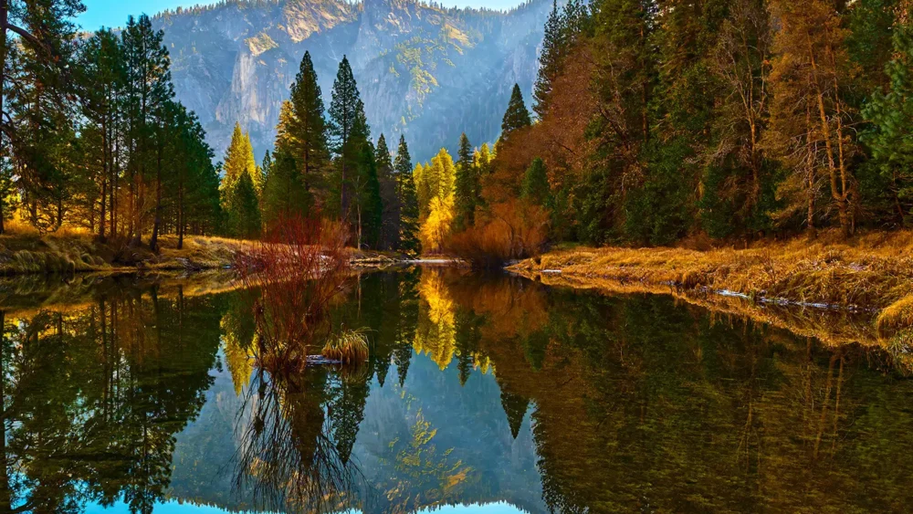 Yosemite Valley in autumn conditions — cottonwoods and dogwoods in peak fall color reflected in the still Merced River with granite cliffs and vivid blue sky above. Yosemite National Park, California. Fine art landscape photograph. Nikon D810