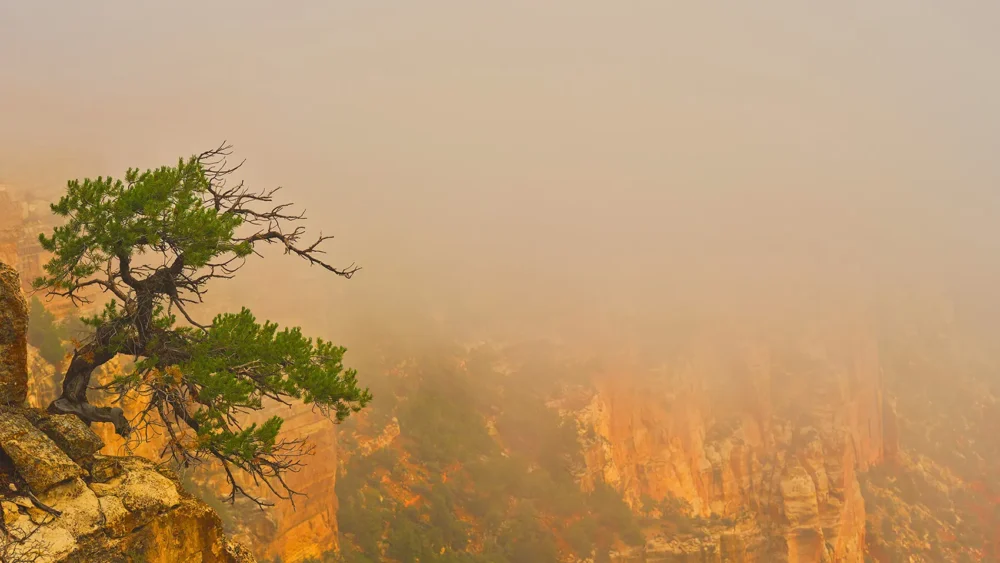 A lone tree stands against golden morning mist rising from the Grand Canyon at first light, Arizona. Fine art landscape photograph with atmospheric fog inversion. Fujifilm GFX medium format.