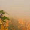 A lone tree stands against golden morning mist rising from the Grand Canyon at first light, Arizona. Fine art landscape photograph with atmospheric fog inversion. Fujifilm GFX medium format.