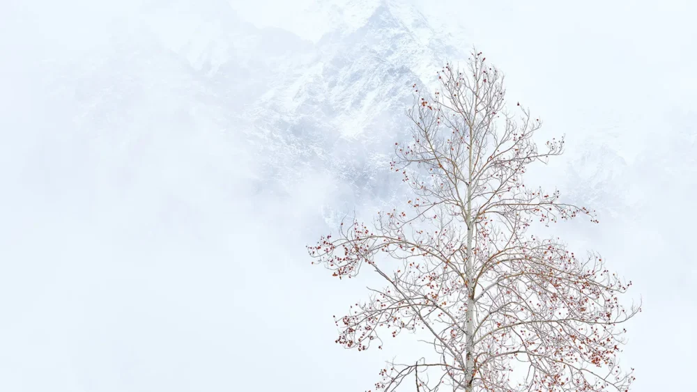 A single bare tree with red winter berries stands against distant misty mountains and snow. Minimalist square-format fine art landscape photograph. Fujifilm GFX medium format.