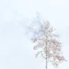 A single bare tree with red winter berries stands against distant misty mountains and snow. Minimalist square-format fine art landscape photograph. Fujifilm GFX medium format.