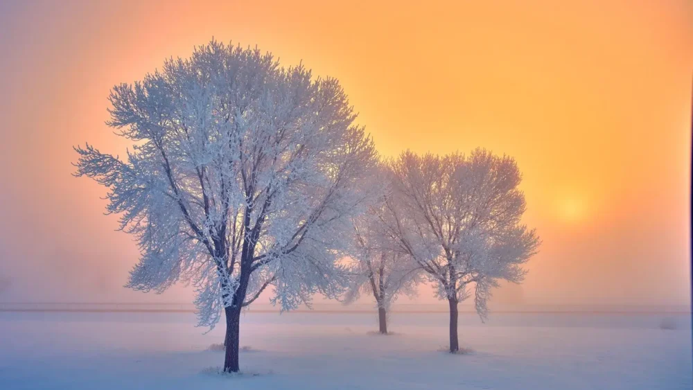 Whispers of Winter Light – Three trees covered in white hoarfrost standing in a snowy field, glowing against a golden and rose sunrise in freezing fog. Limited edition winter landscape fine art print by Wes Prokopek