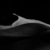 A single white dune crest curves against pure black shadow at Eureka Dunes, Death Valley — the largest print in the collection at 48×96 inches. Black and white panoramic fine art photograph.